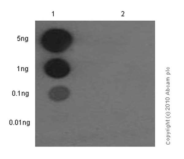 Anti-c-Myb (phospho S11) antibody [EP769Y](AB45150)