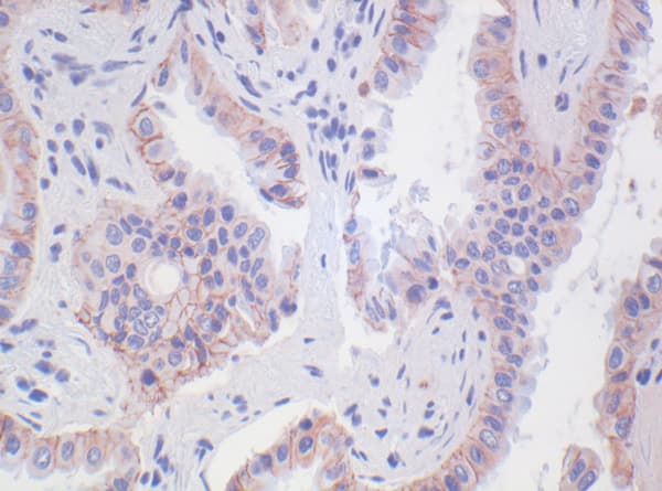 Anti-N Cadherin antibody [5D5] - Intercellular Junction Marker(AB98952)