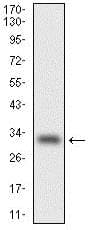 Cebp Alpha Cebpa Antibody 4e10 Ab128162  Western Blot Img67894