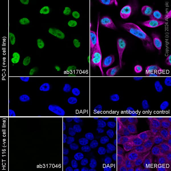 Anti-FOXA1 antibody [RM1119](AB317046)