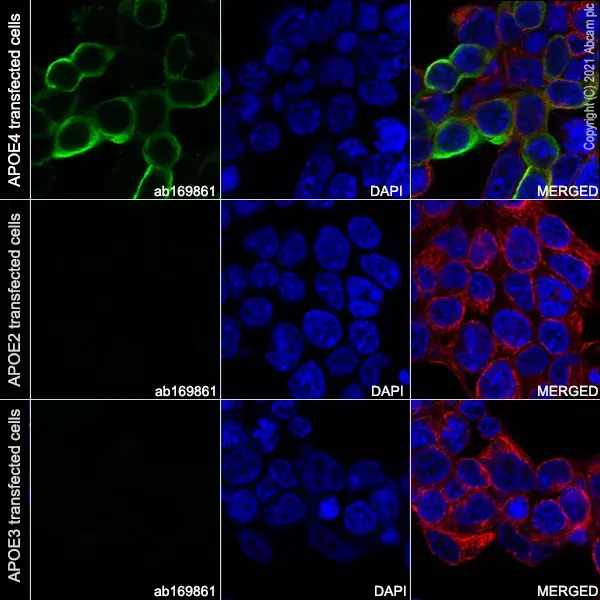 Goat Anti-Rabbit IgG H&L (Alexa Fluor® 594)(AB150080)