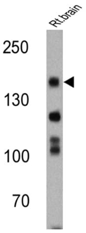 Anti-nNOS (neuronal) antibody(AB5586)
