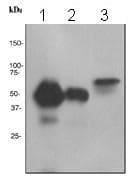 Anti-CD14 antibody [EPR3653](AB133335)