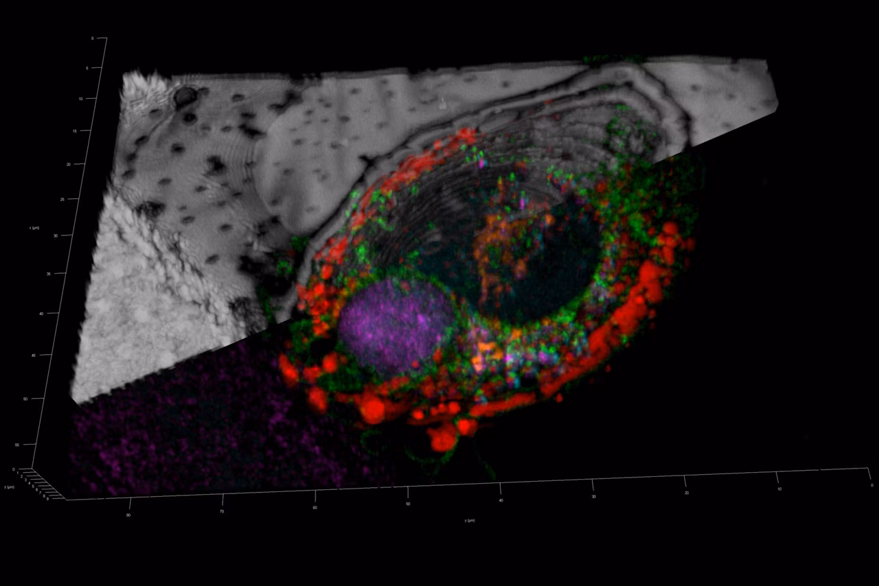 EM GP2 Mammalian Cells Cryo Kid21758230
