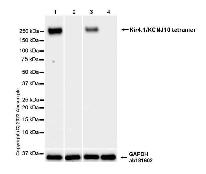 Anti-Kir4.1/KCNJ10 antibody [EPR27251-74](AB312844)