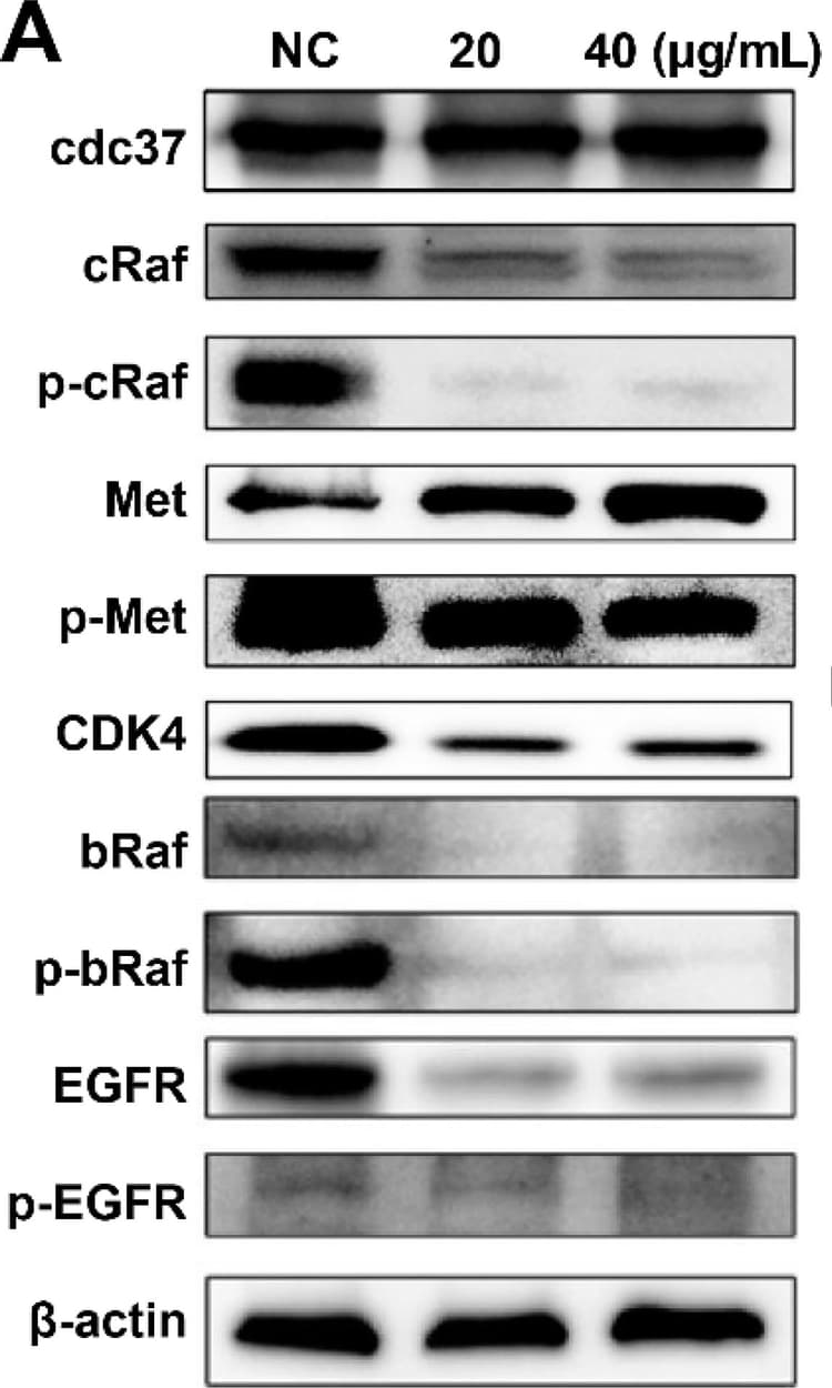 Anti-Met (c-Met) antibody [EP1454Y] - N-terminal(AB51067)