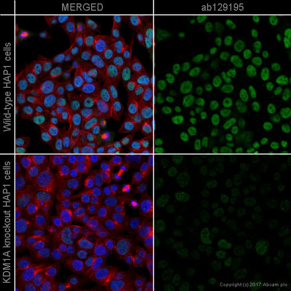 Nuclear Marker (Lamin A + C, SC35, KDM1/LSD1, Fibrillarin, HP1 alpha) Antibody Sampler Panel(AB263467)