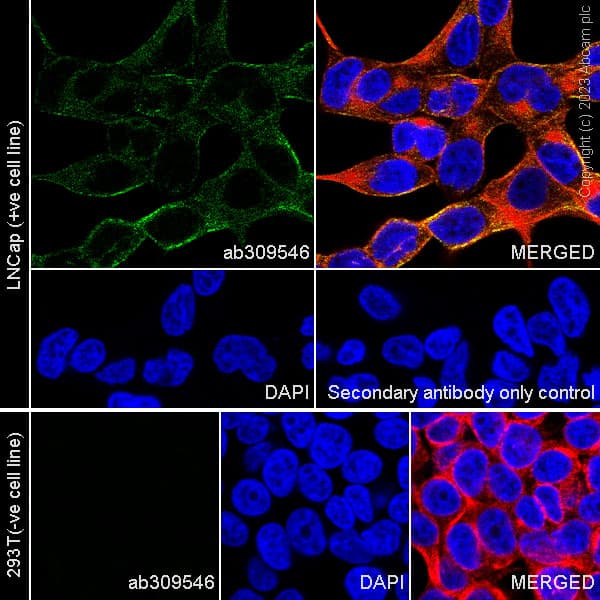 Tmprss2 Antibody P5h9 A3 Bsa And Azide Free Ab309547  Immunocytochemistry Immunofluorescence Img417113