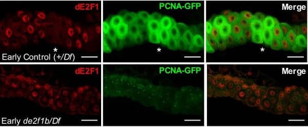 FITC Anti-GFP antibody(AB6662)