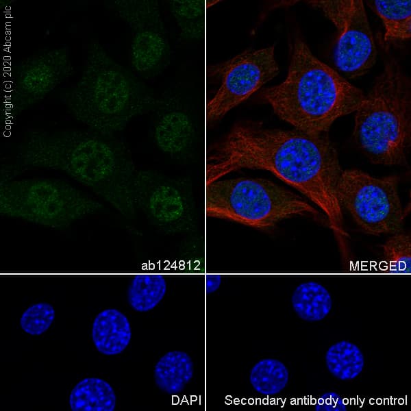Anti-FADD antibody [EPR5030] - BSA and Azide free(AB229444)
