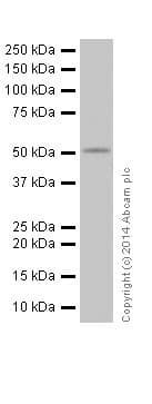 Anti-MLKL antibody [EPR17514](AB184718)