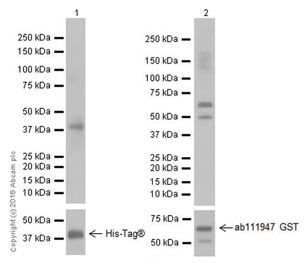 Anti-Smad2 + Smad3 antibody [EPR19557-4] - ChIP Grade(AB202445)
