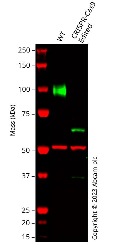 Anti-LAMP2A antibody [EPR4207(2)] - Lysosome Marker(AB125068)