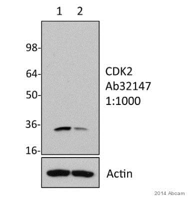 Anti-Cdk2 antibody [E304](AB32147)