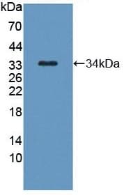 Kallikrein 8 Klk8 Antibody Ab232839  Western Blot Img151438