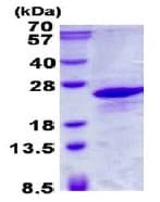 Ab137167  Sds Page Img47909