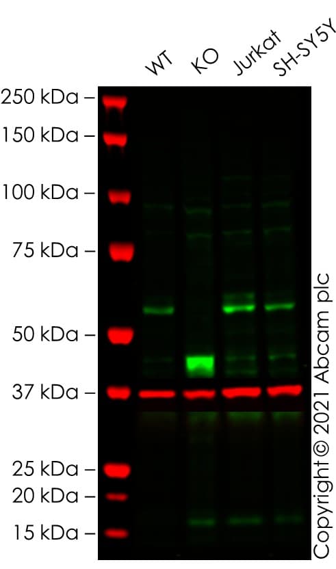 Anti-Myc tag antibody [9E10](AB32)