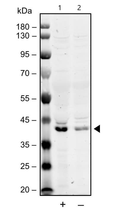 Mkk7 Phospho S271 T275 Antibody Mkk7s271t275 R4f9 Ab278704  Western Blot Img67179