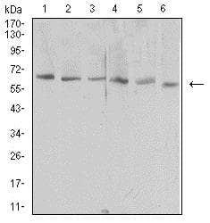 Anti-TIM 1 antibody [3D9F5](AB233720)