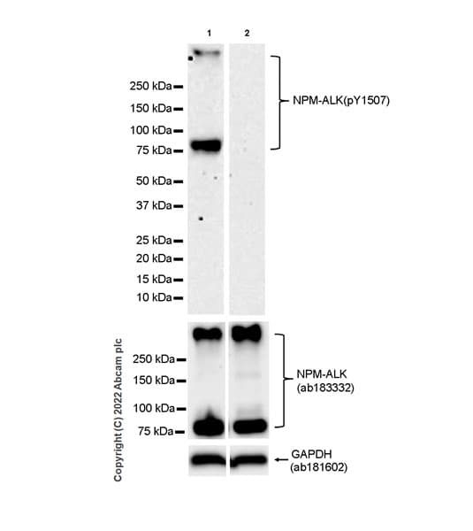 Goat Anti-Rabbit IgG H&L (HRP)(AB97051)