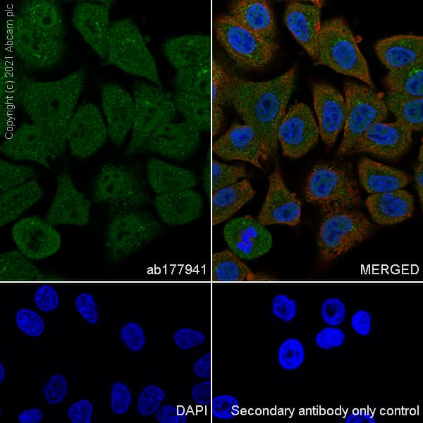Anti-OGT / O-Linked N-Acetylglucosamine Transferase antibody [EPR12713] - BSA and Azide free(AB236014)