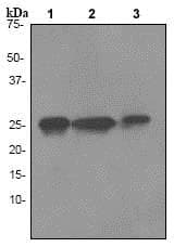 Anti-HMGB1 antibody [EPR3507](AB79823)