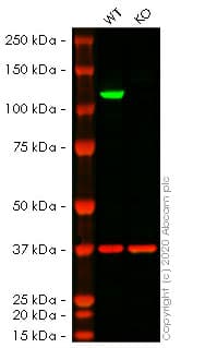 Human IDE (Insulin degrading enzyme) knockout HeLa cell line(ab261755)