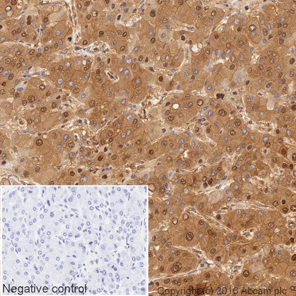 HRP Anti-Lactate Dehydrogenase antibody [EP1566Y](AB202653)