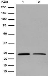 Pctp Antibody Epr15390 Ab184944  Western Blot Img125263