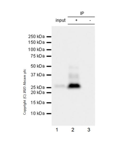 Anti-RS1 antibody [EPR28513-78](AB314231)