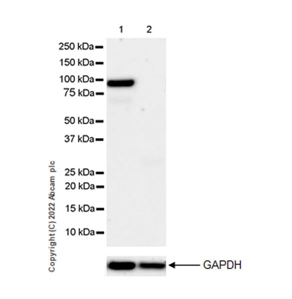 Anti-IKKi/IKKe+NAK/TBK1 antibody [EPR25258-15](AB289973)