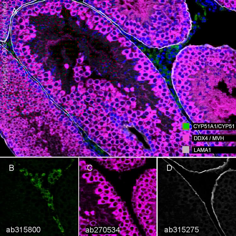 Anti-DDX4 / MVH antibody [EPR24148-58] - BSA and Azide free(AB277638)