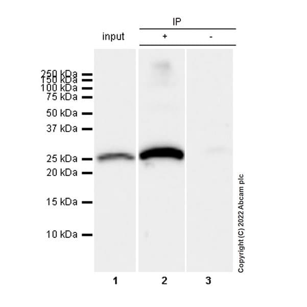 Anti-Aquaporin 5 antibody [EPR27474-70] - BSA and Azide free(AB305304)