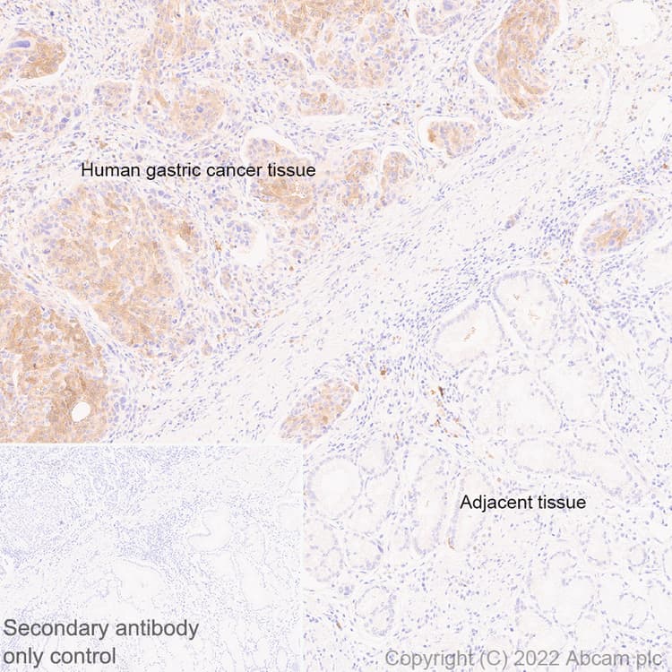 Anti-PAK1 antibody [EPR26067-45](AB302506)