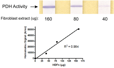 Pyruvate dehydrogenase (PDH) Enzyme Activity Dipstick Assay Kit(AB109882)
