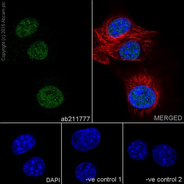 Anti-NR2F2 antibody [EPR18443] - BSA and Azide free(AB240387)