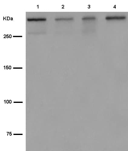 Anti-TRRAP antibody [EPR14952-81](AB187166)
