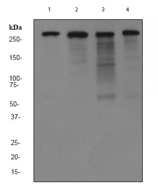 Anti-Filamin A antibody [EP2405Y](AB76289)