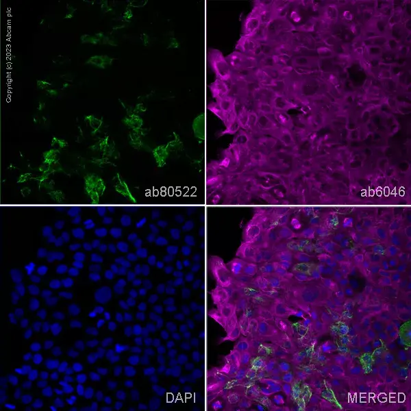 Goat Anti-Rabbit IgG H&L (Alexa Fluor® 594)(AB150080)
