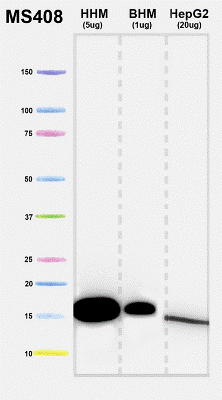 Anti-COX4 + COX4L2 antibody [10G8D12C12](AB110261)
