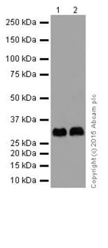 Fhl2 Antibody Epr17860 20 Ab202584  Western Blot Img82704