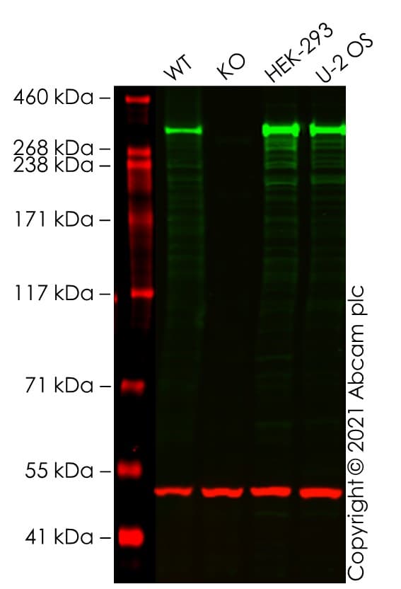Anti-ATM antibody [EPR17059] - BSA and Azide free(AB232588)