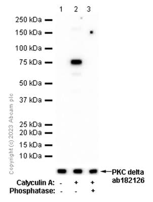 Pkc Delta Phospho S299 Antibody Epnci119 Ab133456  Western Blot Img427363