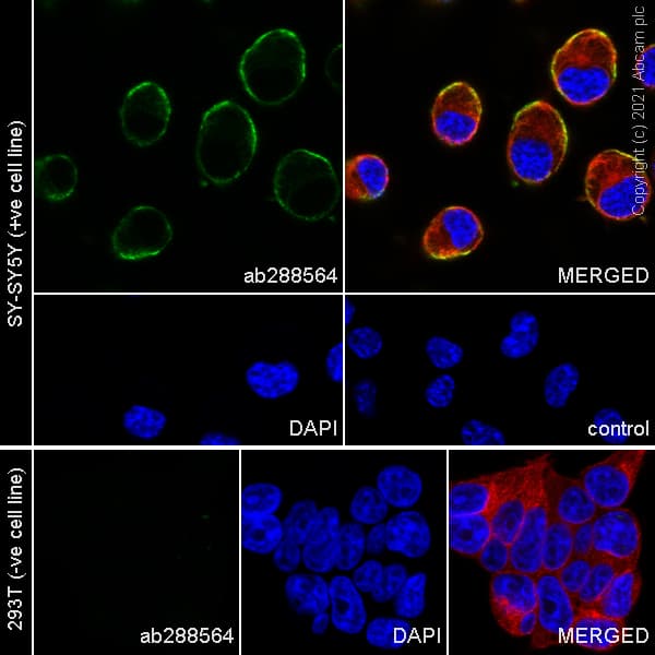 Gaba A Receptor Gamma 2 Gabrg2 Antibody Epr25325 5 Ab288564  Immunocytochemistry Immunofluorescence Img165850
