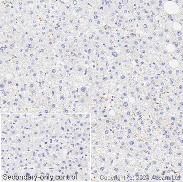 Anti-Alpha-synuclein antibody [syn211](AB80627)