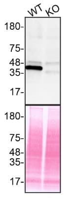 Erk2 Antibody E460 Bsa And Azide Free Ab214170  Western Blot Img430386
