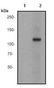 Alpha Adducin Phospho S59 Antibody Ep2175ay Bsa And Azide Free Ab247456  Western Blot Img123747