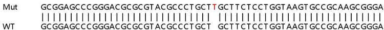 Sanger%20sequencing%20 %20human%20desmoglein%202%20knockout%20a549%20cell%20line%20(Ab267086)  Sanger Sequencing Img413521