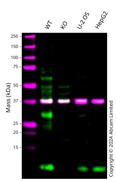Anti-UFM1 antibody [EPR4264(2)] - BSA and Azide free(AB232570)