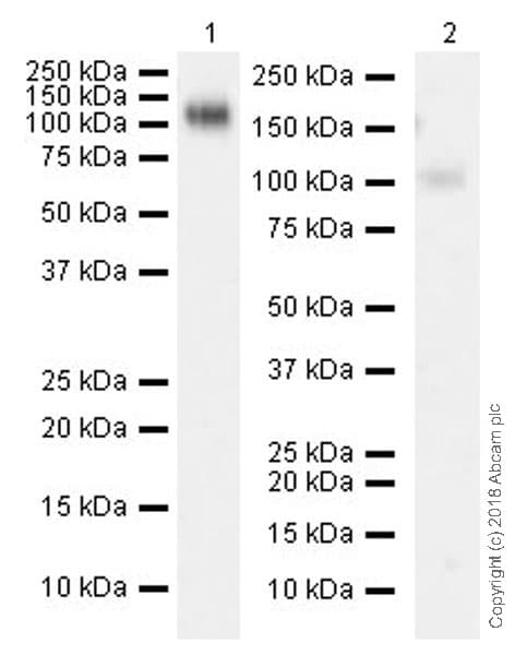 Anti-CSF-1-R antibody [EPR20754](AB229188)
